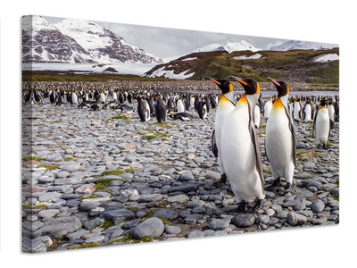 canvas-print-penguins-of-salisbury-plain-x