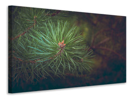 canvas-print-pine-tree-close-up