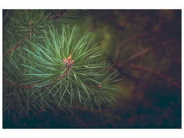 canvas-print-pine-tree-close-up