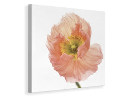 canvas-print-poppy