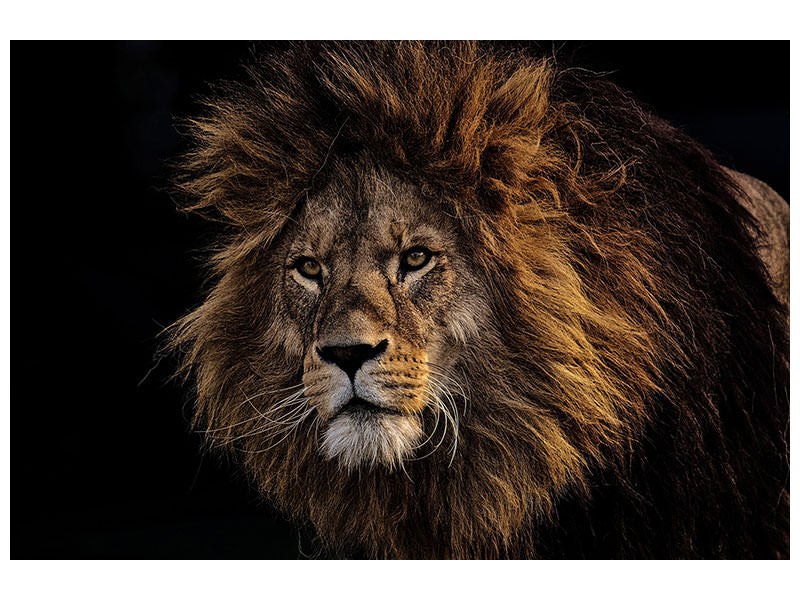 canvas-print-portrait-of-a-lion