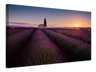 canvas-print-provence-lavender-x