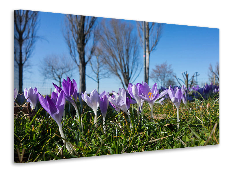 canvas-print-purple-crocus-in-nature