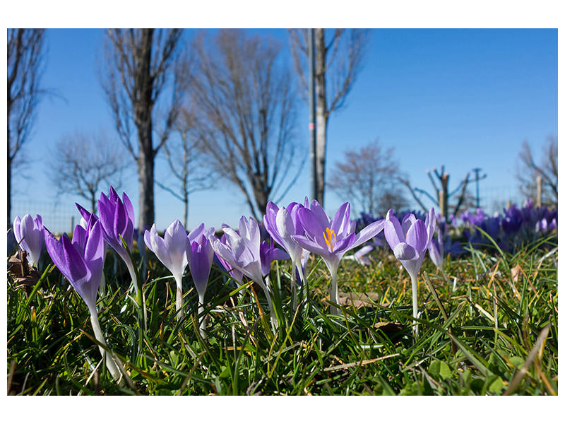 canvas-print-purple-crocus-in-nature