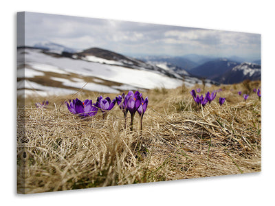 canvas-print-purple-crocus