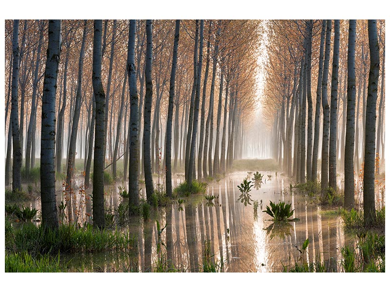 canvas-print-rains-of-spring-x