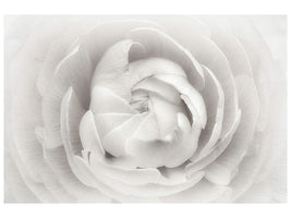 canvas-print-ranunculus