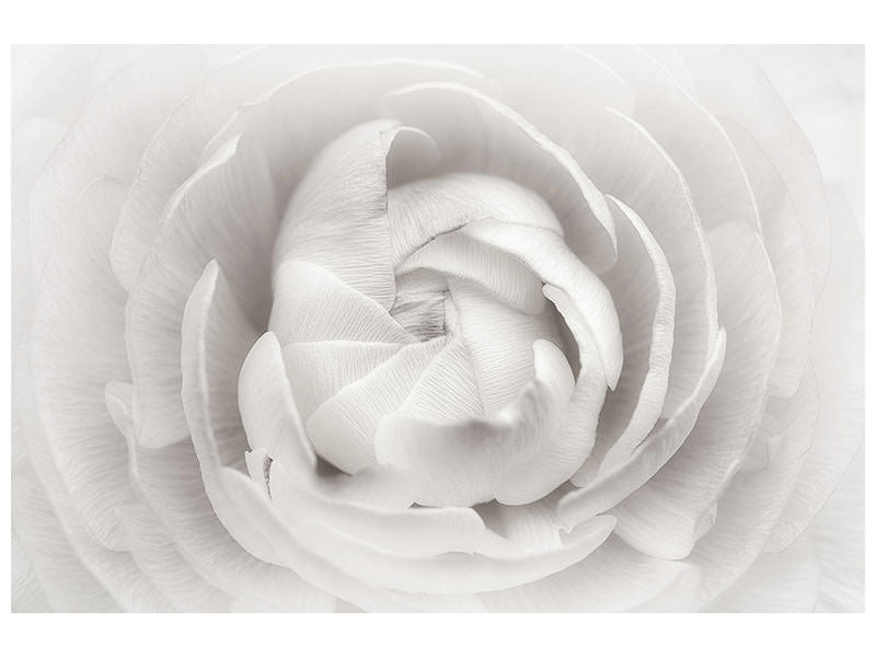 canvas-print-ranunculus