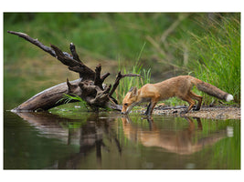 canvas-print-red-fox-ii