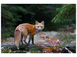 canvas-print-red-fox-in-algonquin-park-x