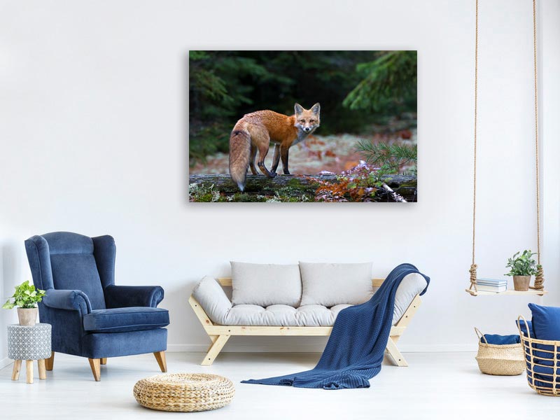 canvas-print-red-fox-in-algonquin-park-x