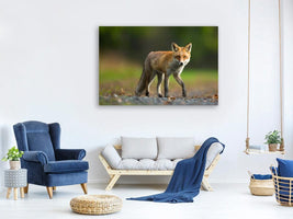 canvas-print-red-fox-xde