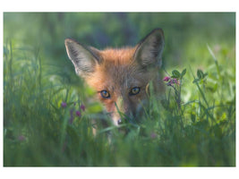 canvas-print-red-fox-xuf