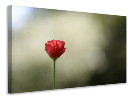 canvas-print-red-poppy