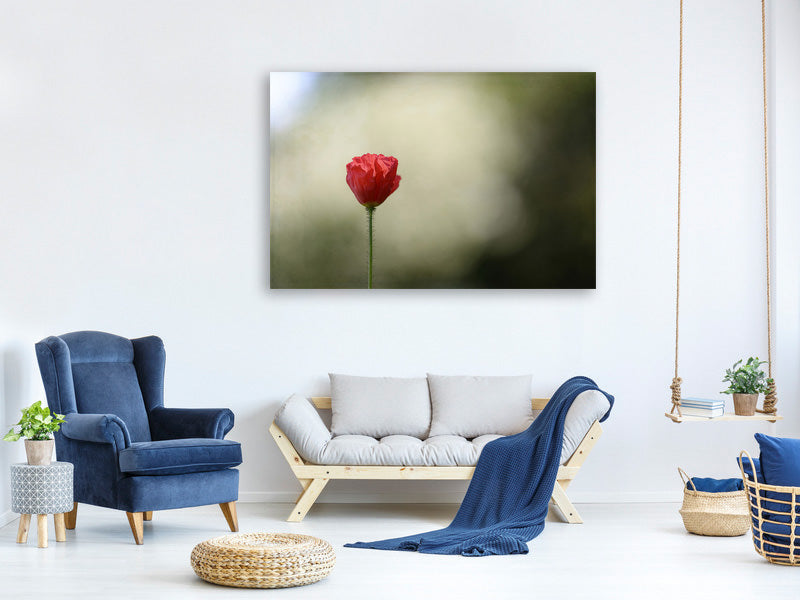 canvas-print-red-poppy