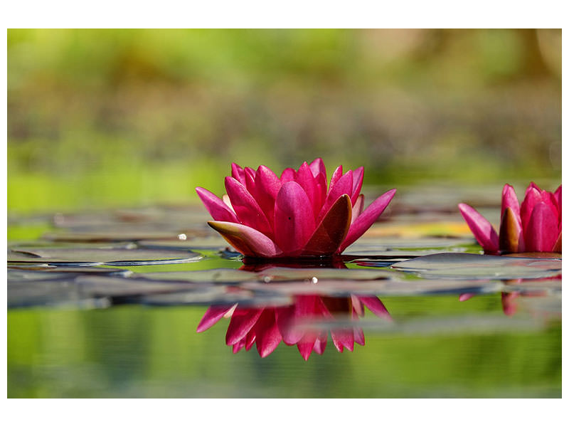 canvas-print-red-water-lily-duo