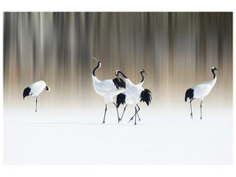 canvas-print-redcrested-white-cranes-x