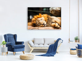 canvas-print-relaxed-lion