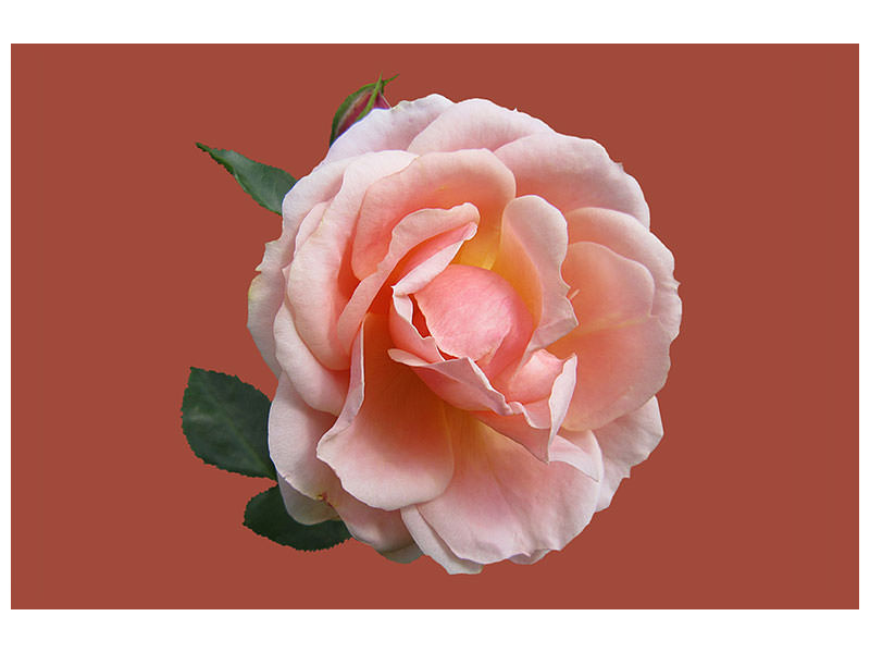 canvas-print-rose-in-pink-xxl-ii