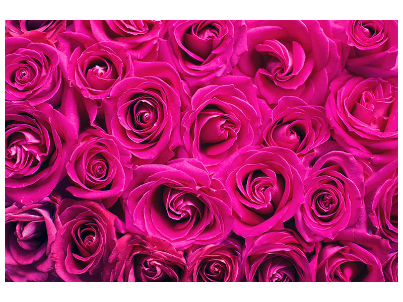 canvas-print-rose-petals-in-pink