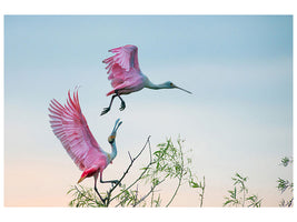 canvas-print-rosy-pair