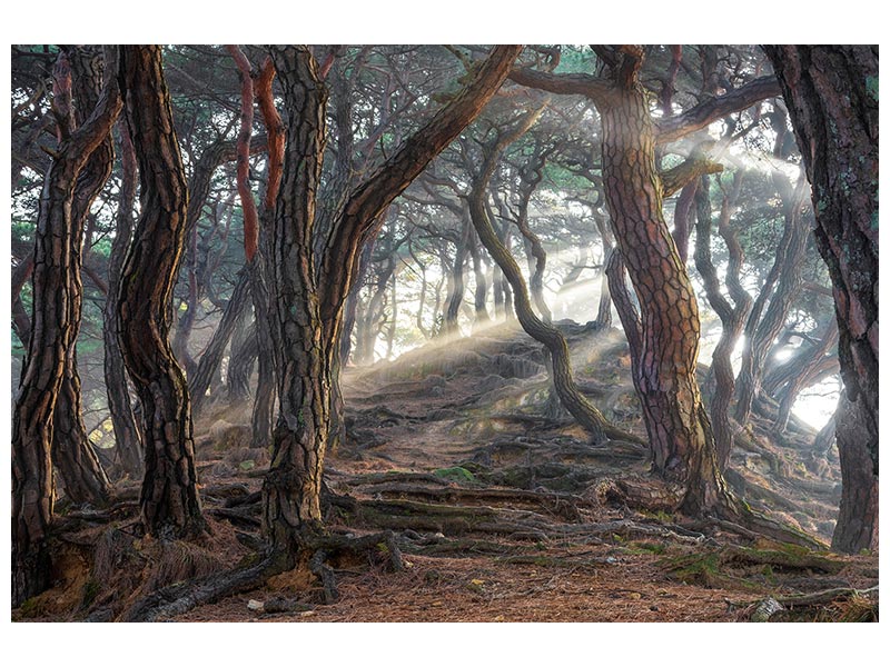 canvas-print-sacred-pine-forest-x