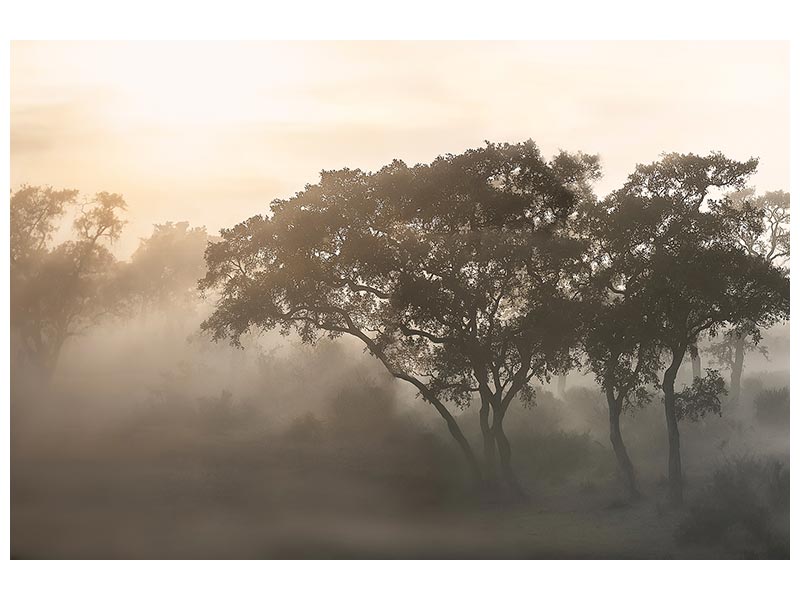 canvas-print-savana-sunrise-x