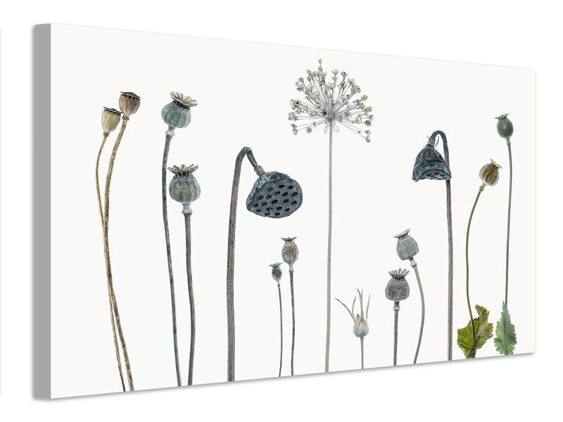 canvas-print-seed-heads-x