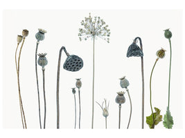 canvas-print-seed-heads-x