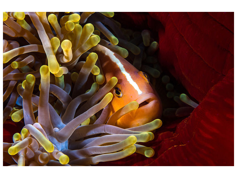 canvas-print-skunk-clownfish