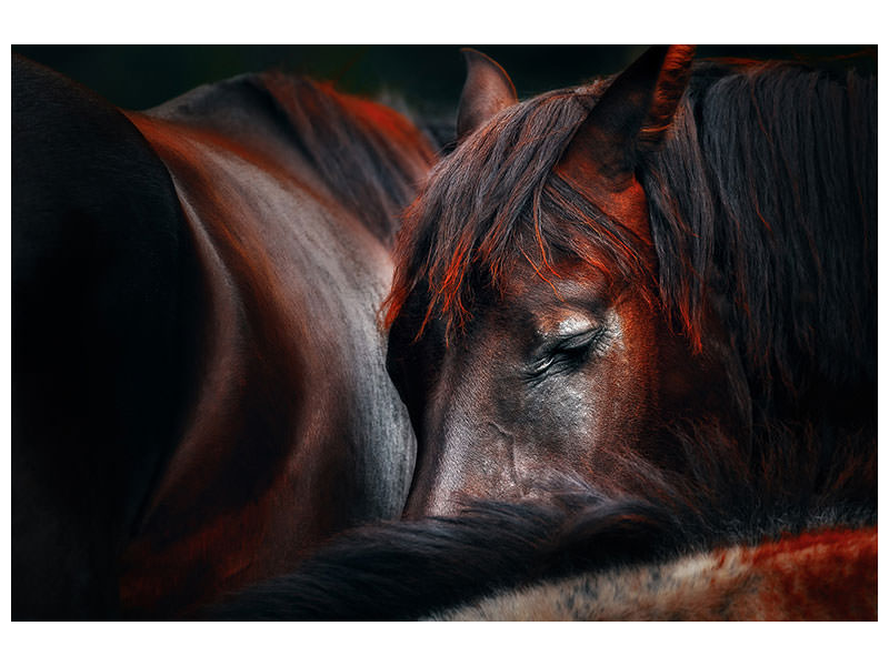 canvas-print-sleep-huddle