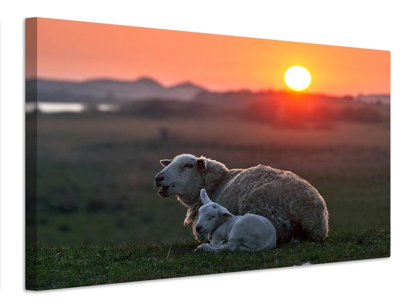 canvas-print-sleep-well-sheep-x