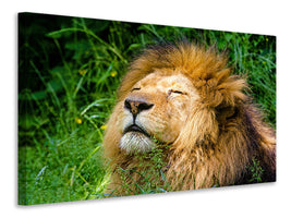 canvas-print-sleeping-lion