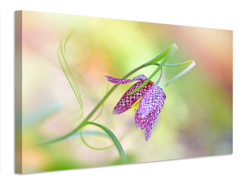 canvas-print-snake-s-head-fritillary-x