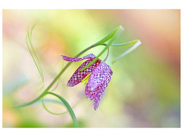 canvas-print-snake-s-head-fritillary-x