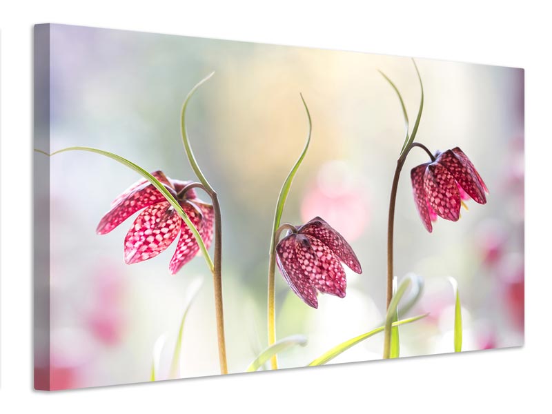 canvas-print-snakes-head-fritillary-x