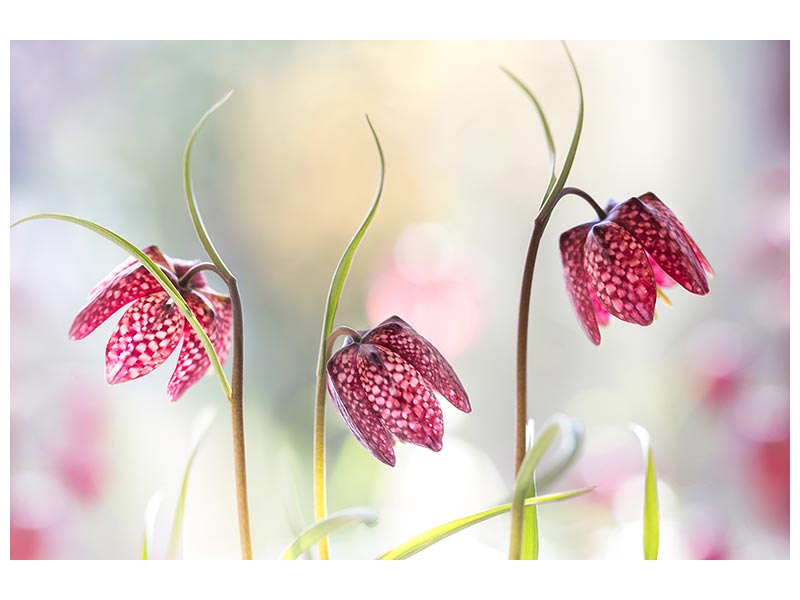 canvas-print-snakes-head-fritillary-x