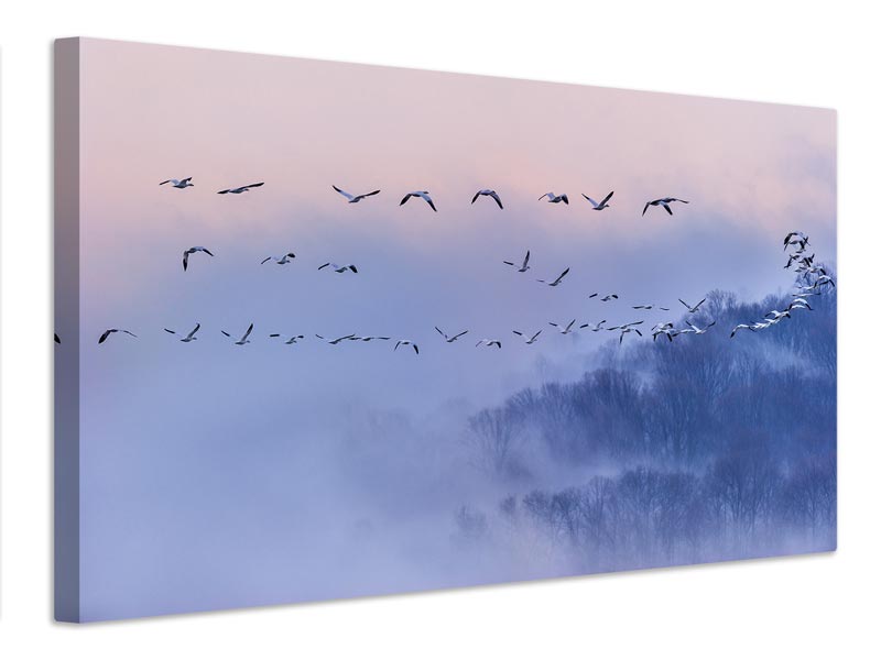 canvas-print-snow-geese-x