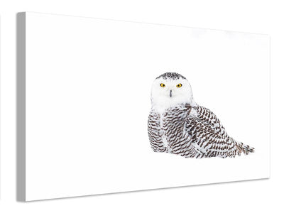 canvas-print-snowy-owl-in-winter-snow-x