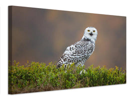 canvas-print-snowy-owl-x