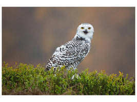 canvas-print-snowy-owl-x