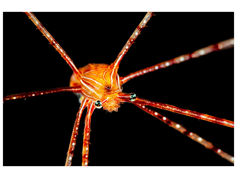 canvas-print-spider-squat-lobster