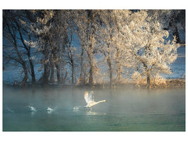 canvas-print-spirit-of-a-swan-x