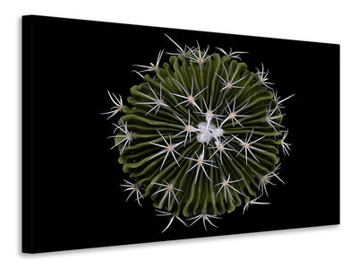 canvas-print-stenocactus