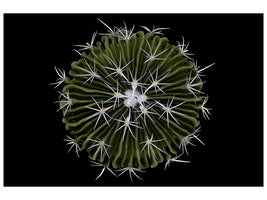 canvas-print-stenocactus