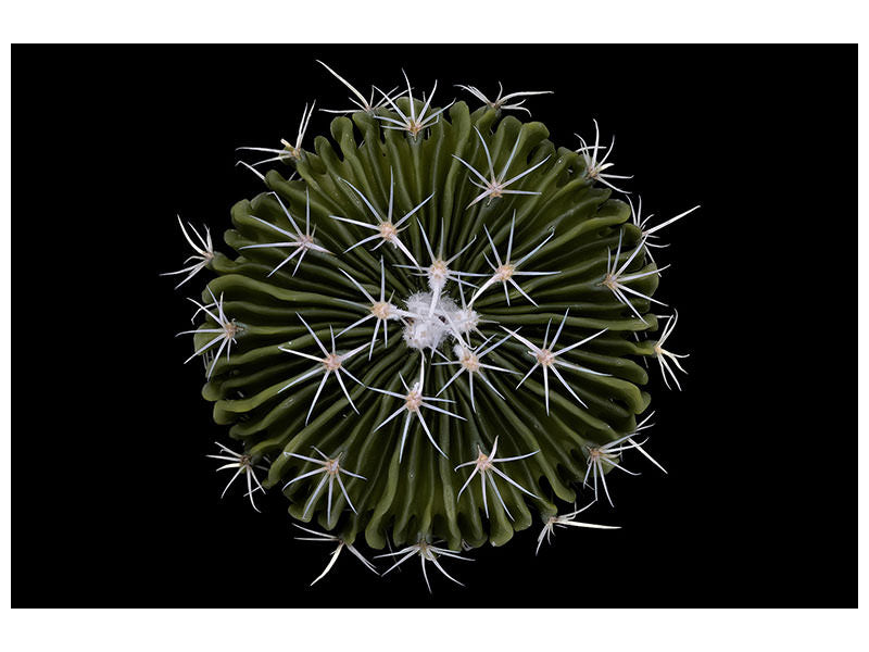 canvas-print-stenocactus