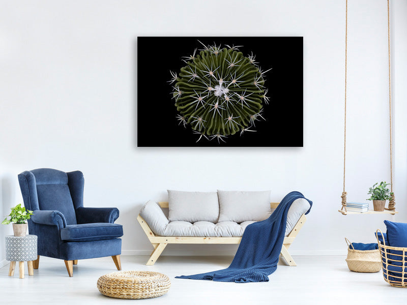 canvas-print-stenocactus