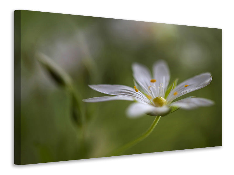 canvas-print-stitchwort