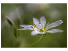 canvas-print-stitchwort