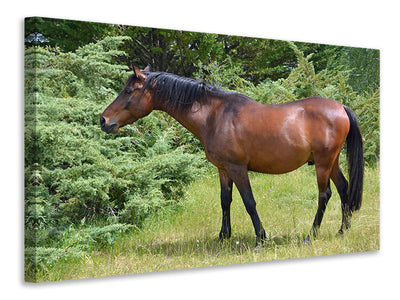 canvas-print-strong-horse